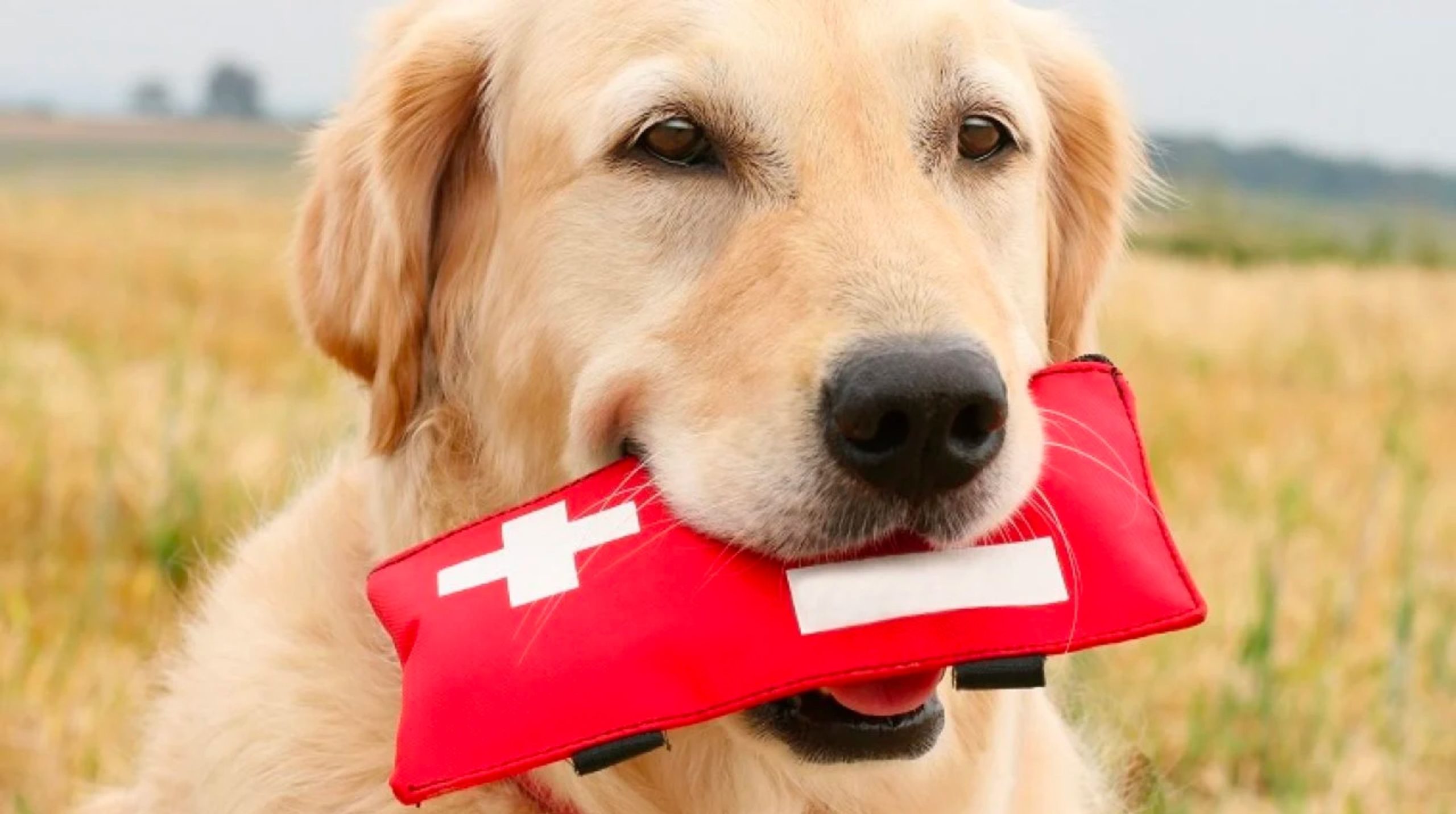 Botiquín imprescindible para tu perro