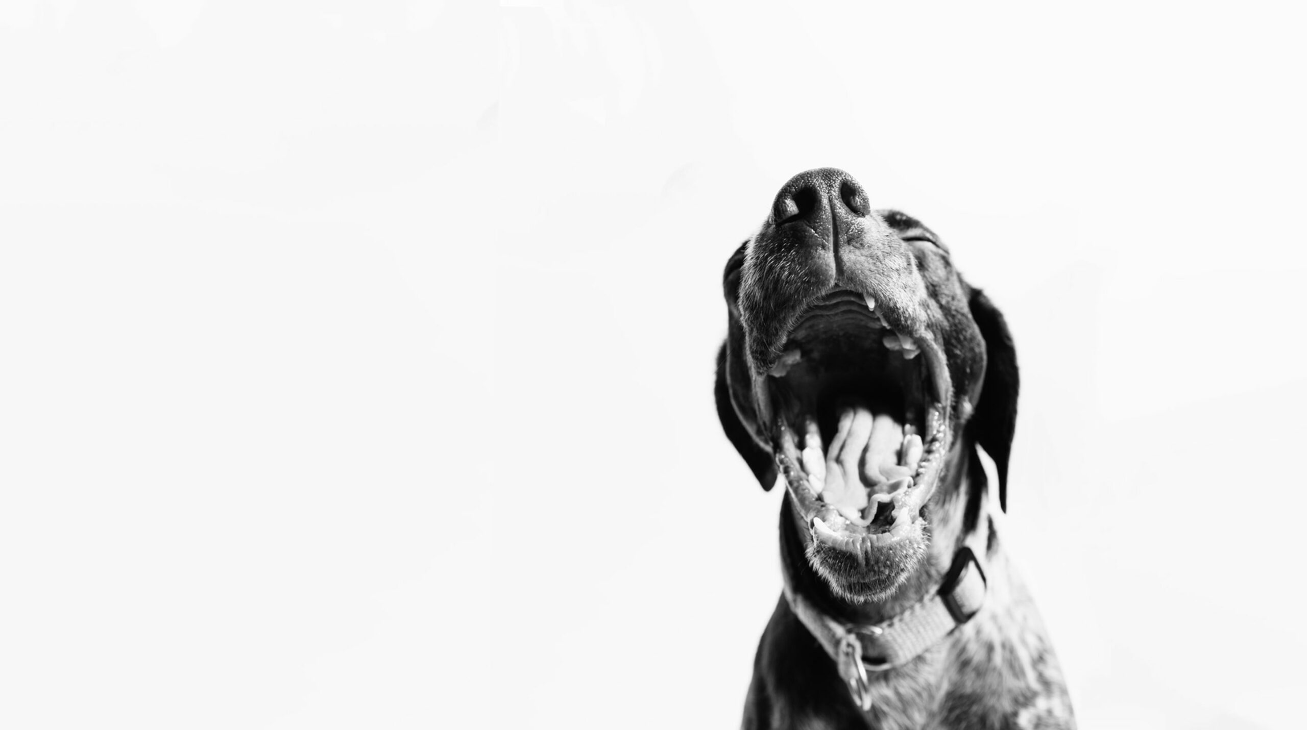 Cómo cuidar los dientes de tu perro