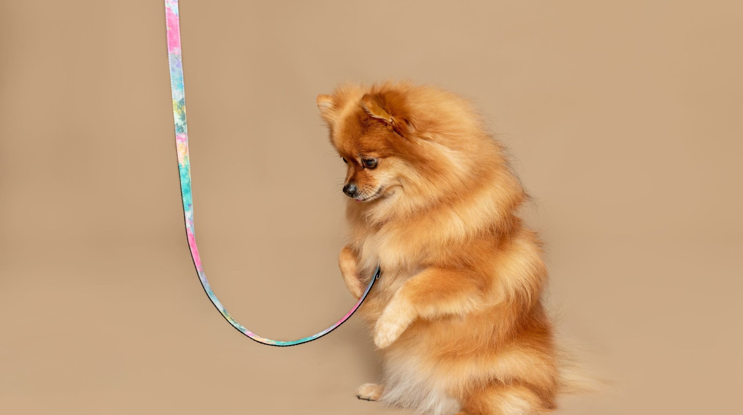 Cómo hacer que el perro no tire de la correa