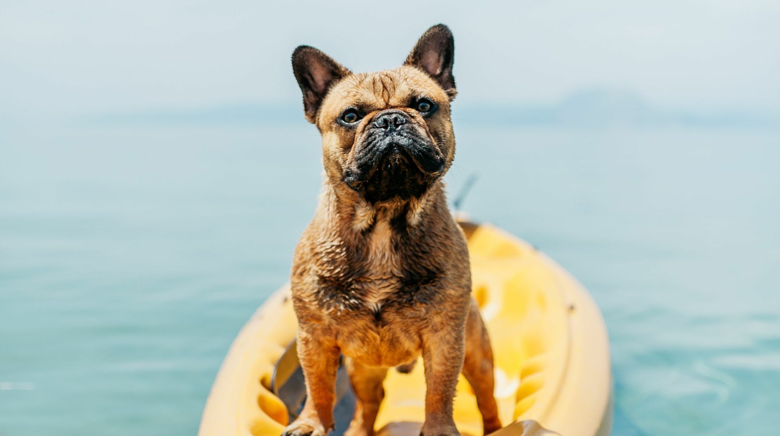 ¿Está tu perro protegido frente a la leishmania?