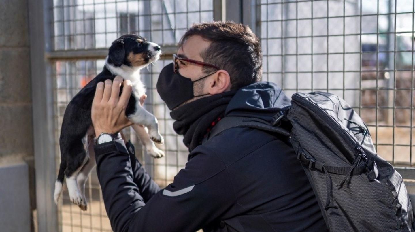 ¿Estás pensando en adoptar un perro?