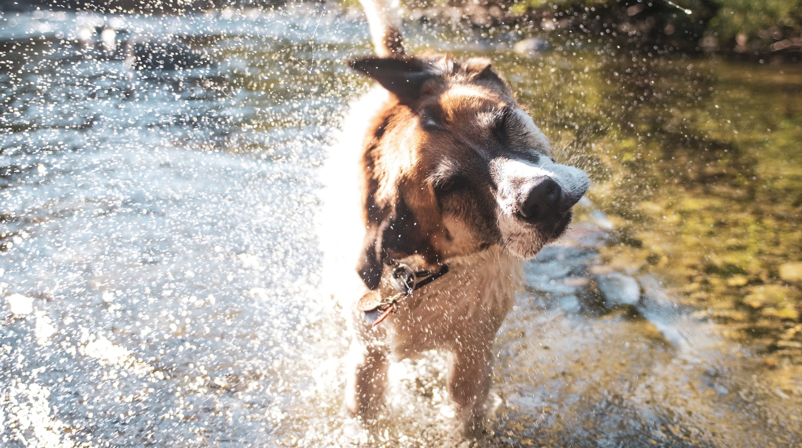 Golpe de calor en perros
