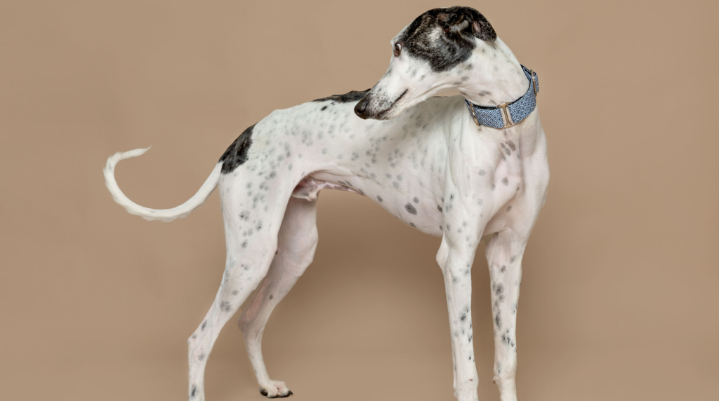 Los galgos, cuidados y características