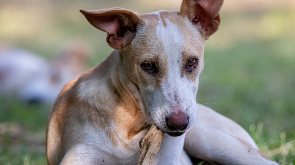 Los mejores masticables naturales para perros