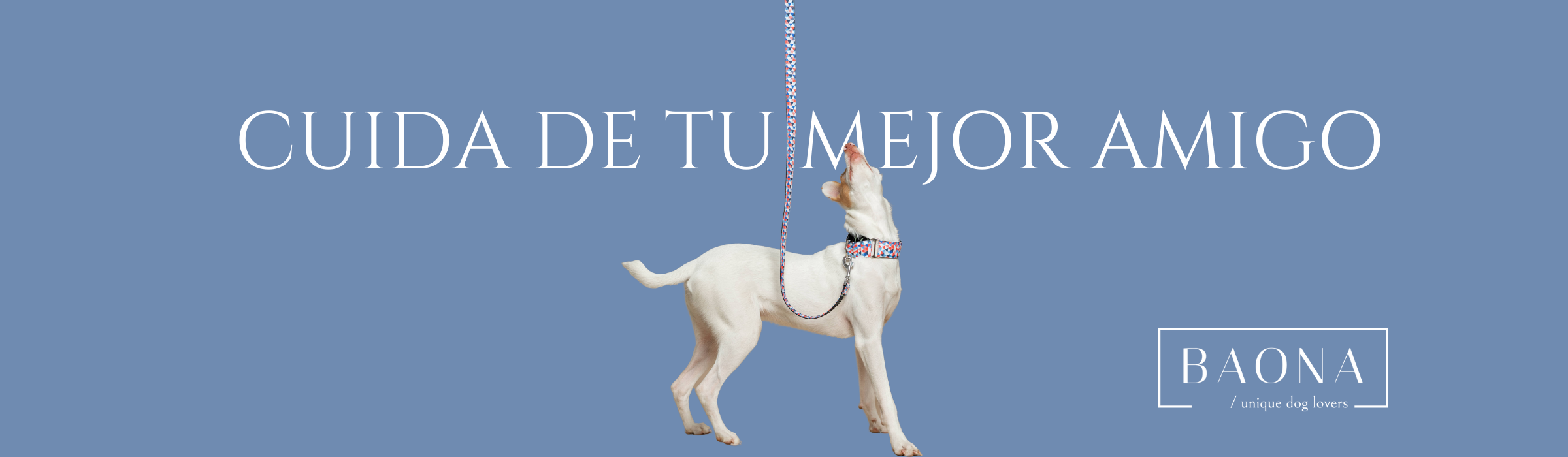 Cuidar a tu Perro | Baona