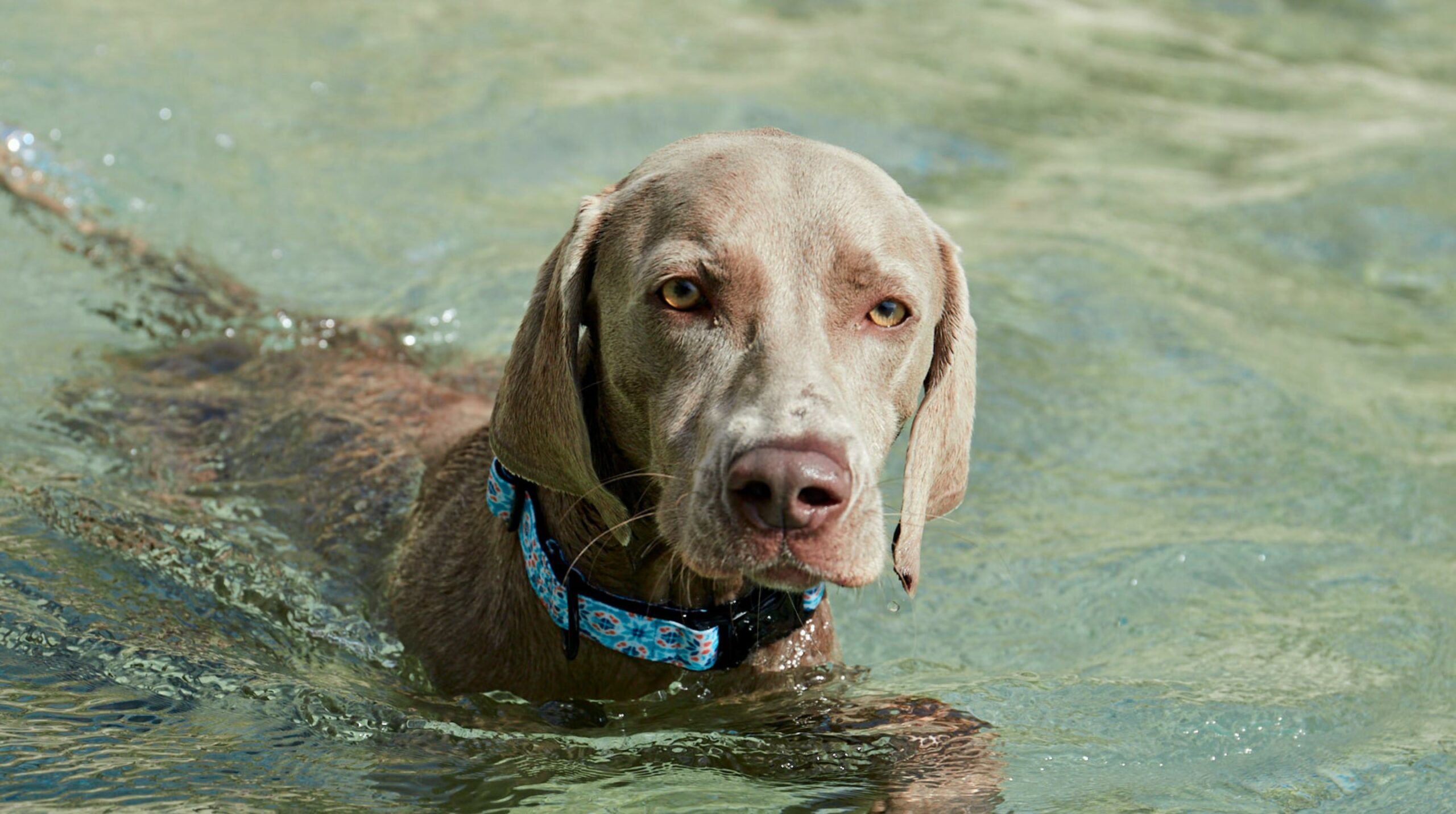 Planes para disfrutar del verano con tu perro