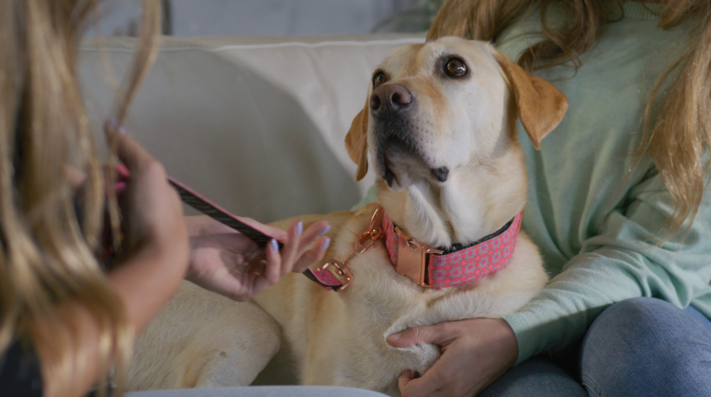¿Por qué las correas y collares para perro deberían ser sostenibles?