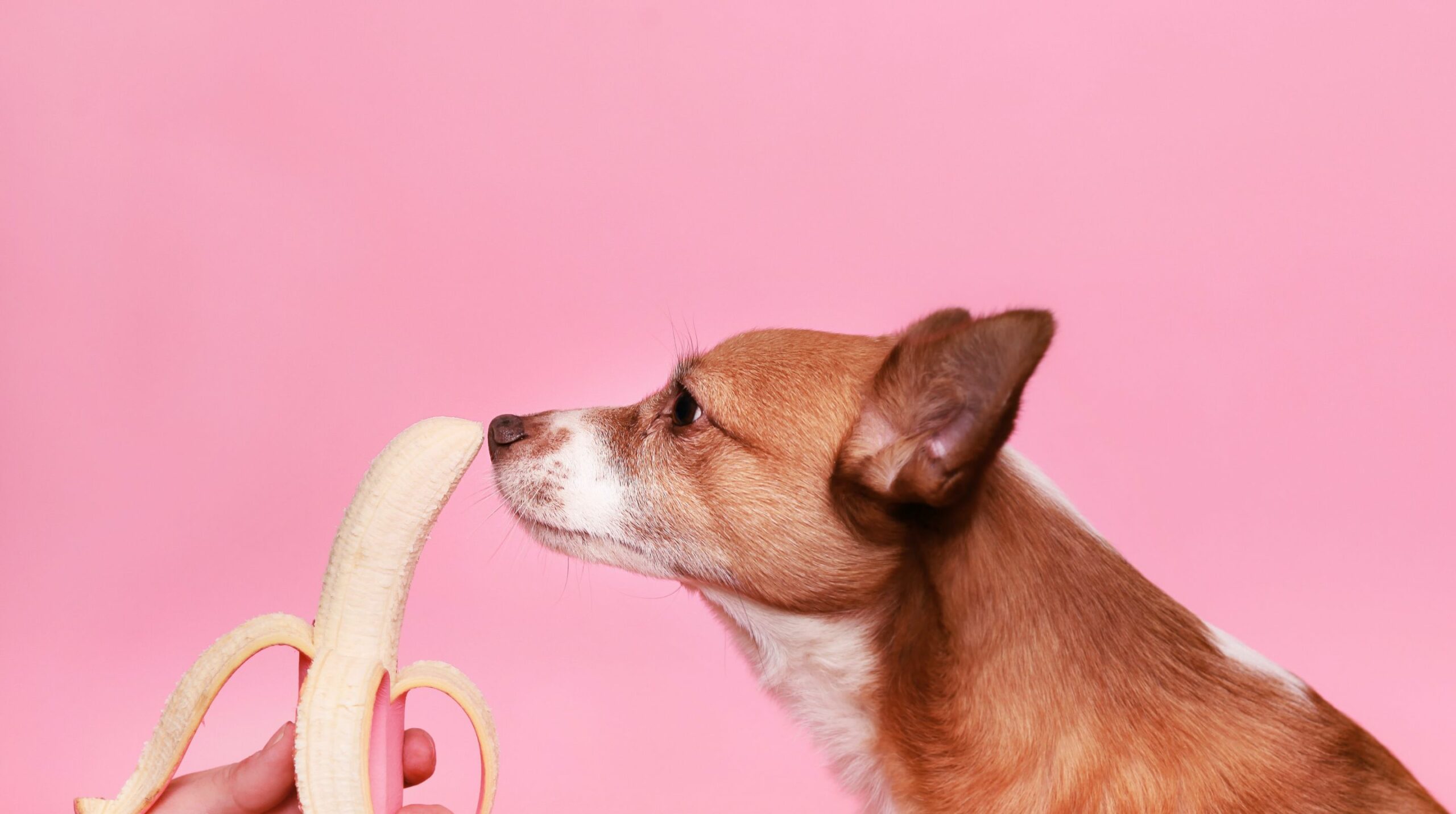 Suplementos esenciales para perros y gatos