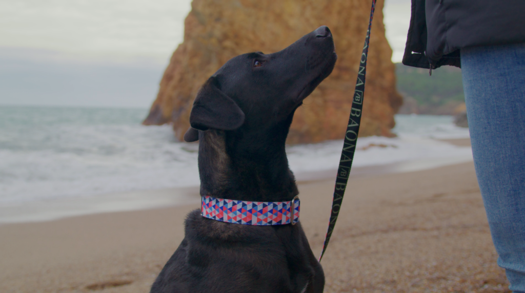 Tendencia en collares y correas para perros