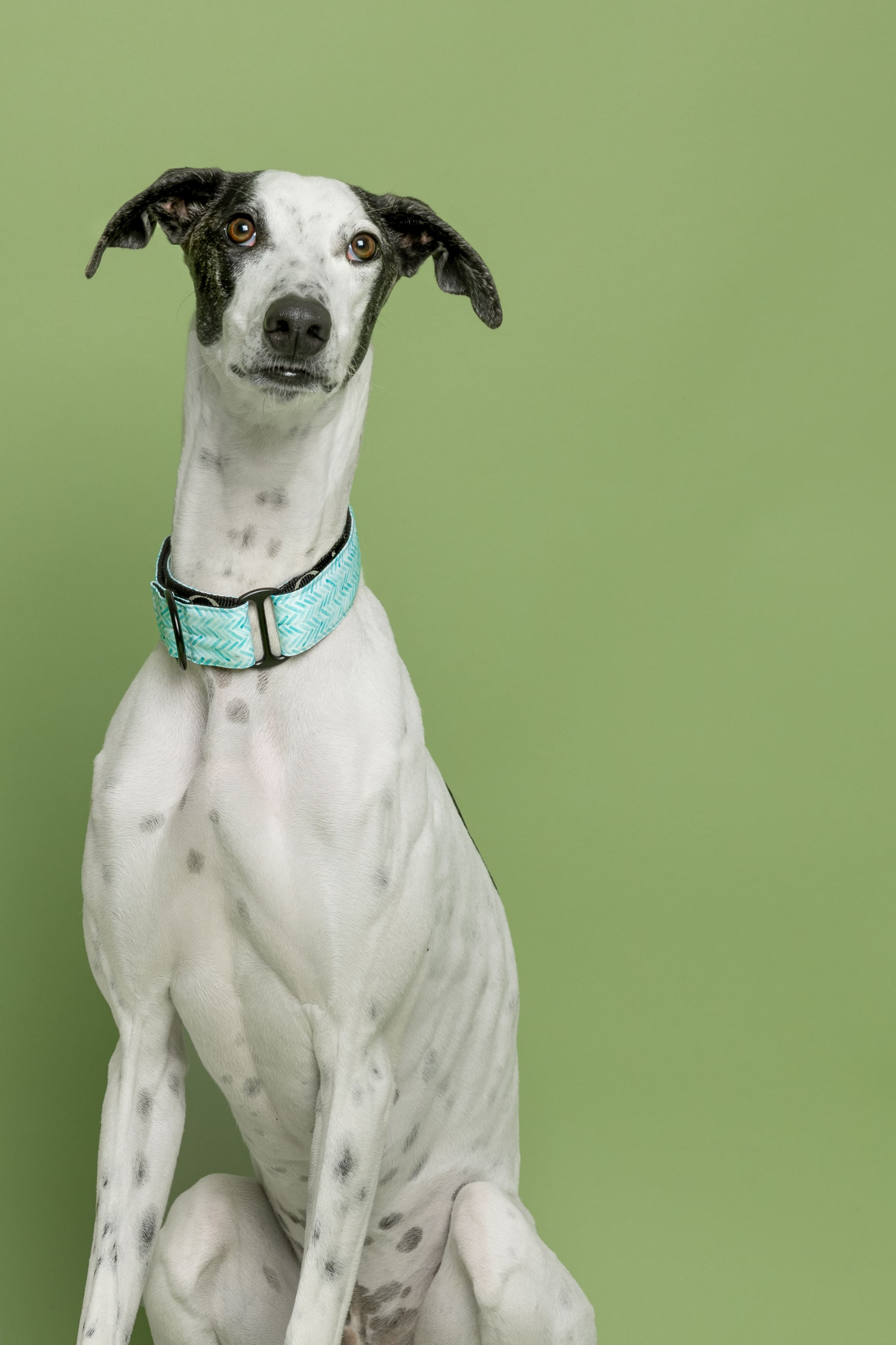 Collar Martingale Amur — Imagen 2