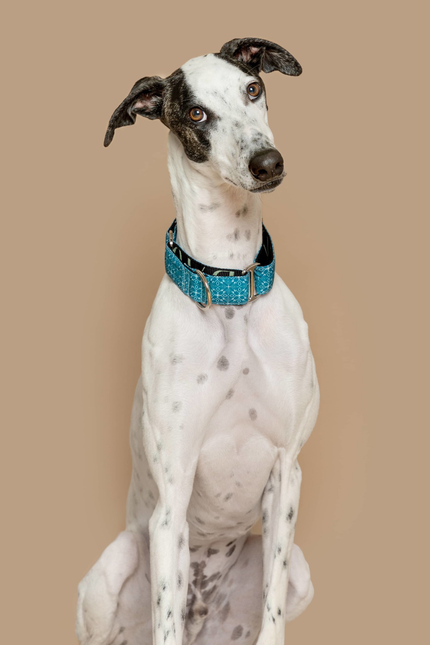 Collaret Martingale Guanabara — Imatge 2