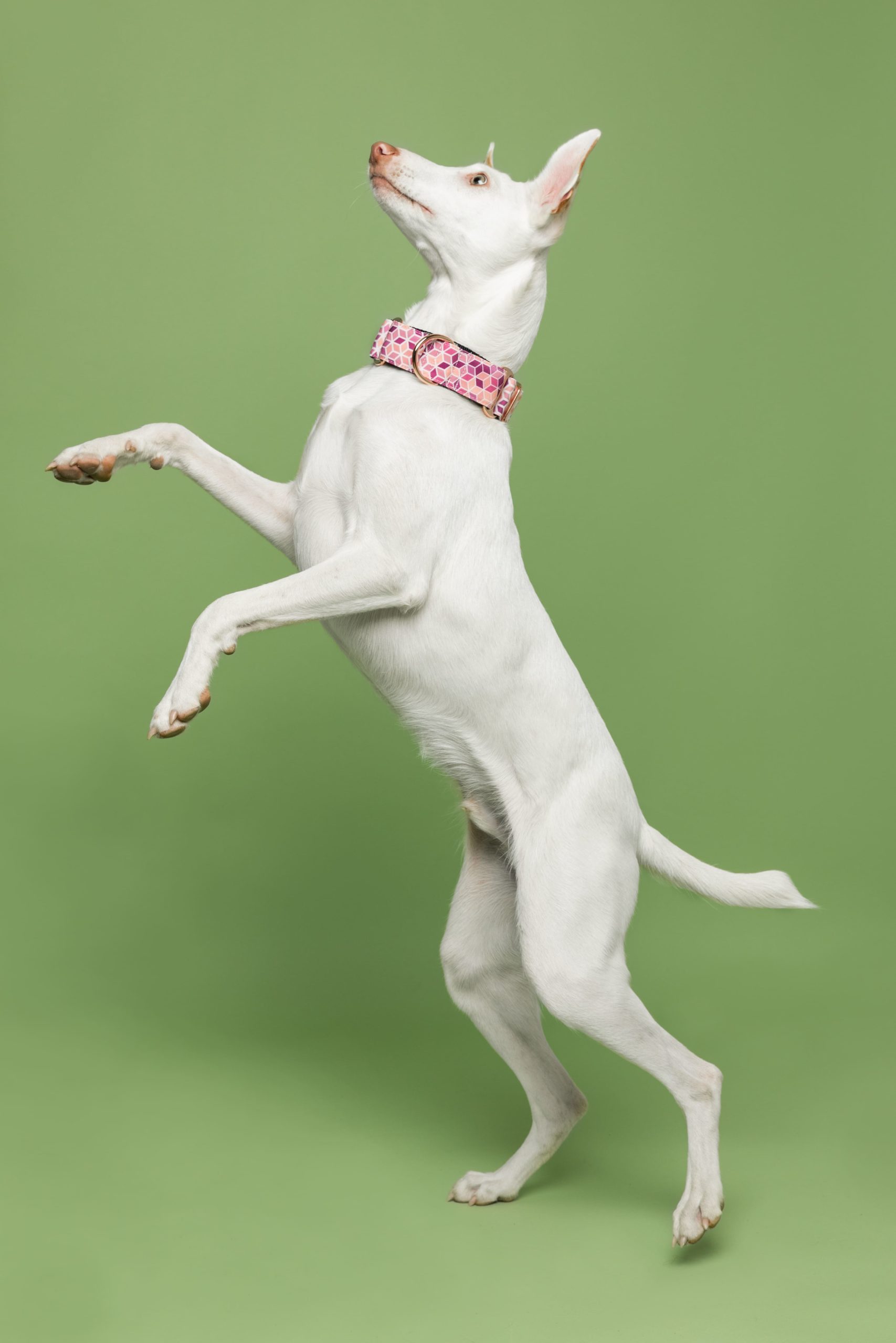 Collaret Martingale Kuta — Imatge 2