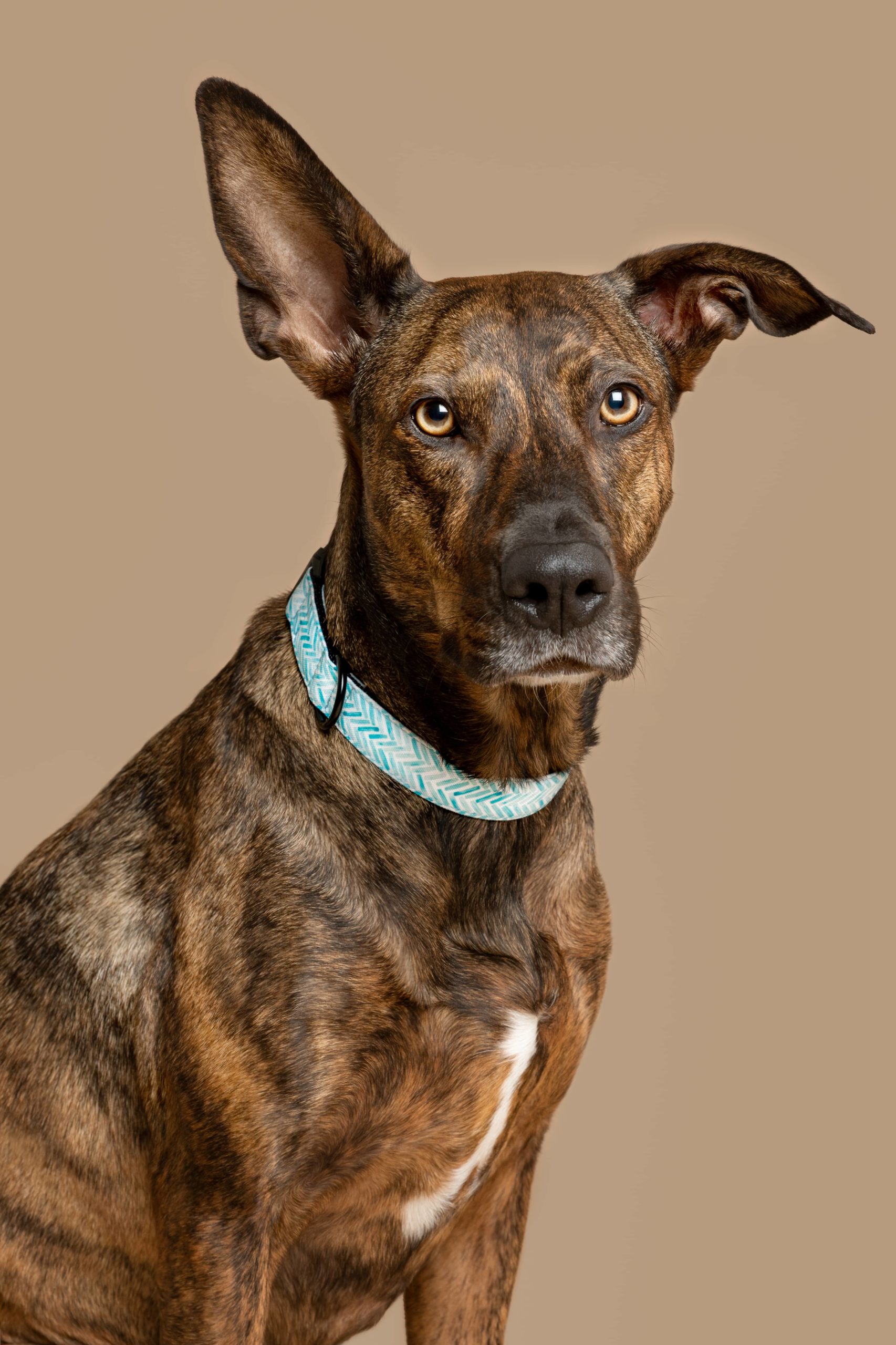 Collar para perros Amur