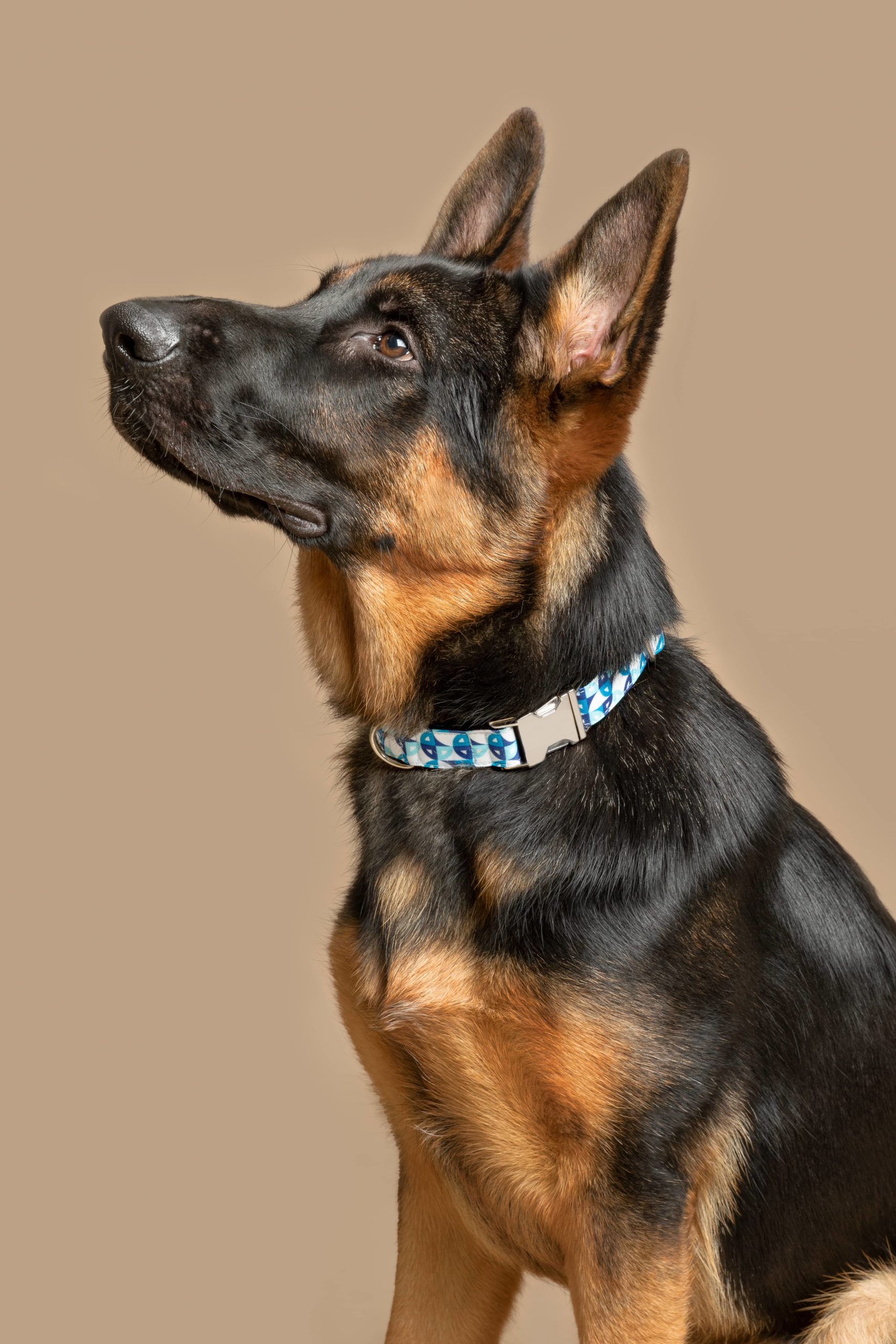 Collar para perros Henderson — Imagen 2