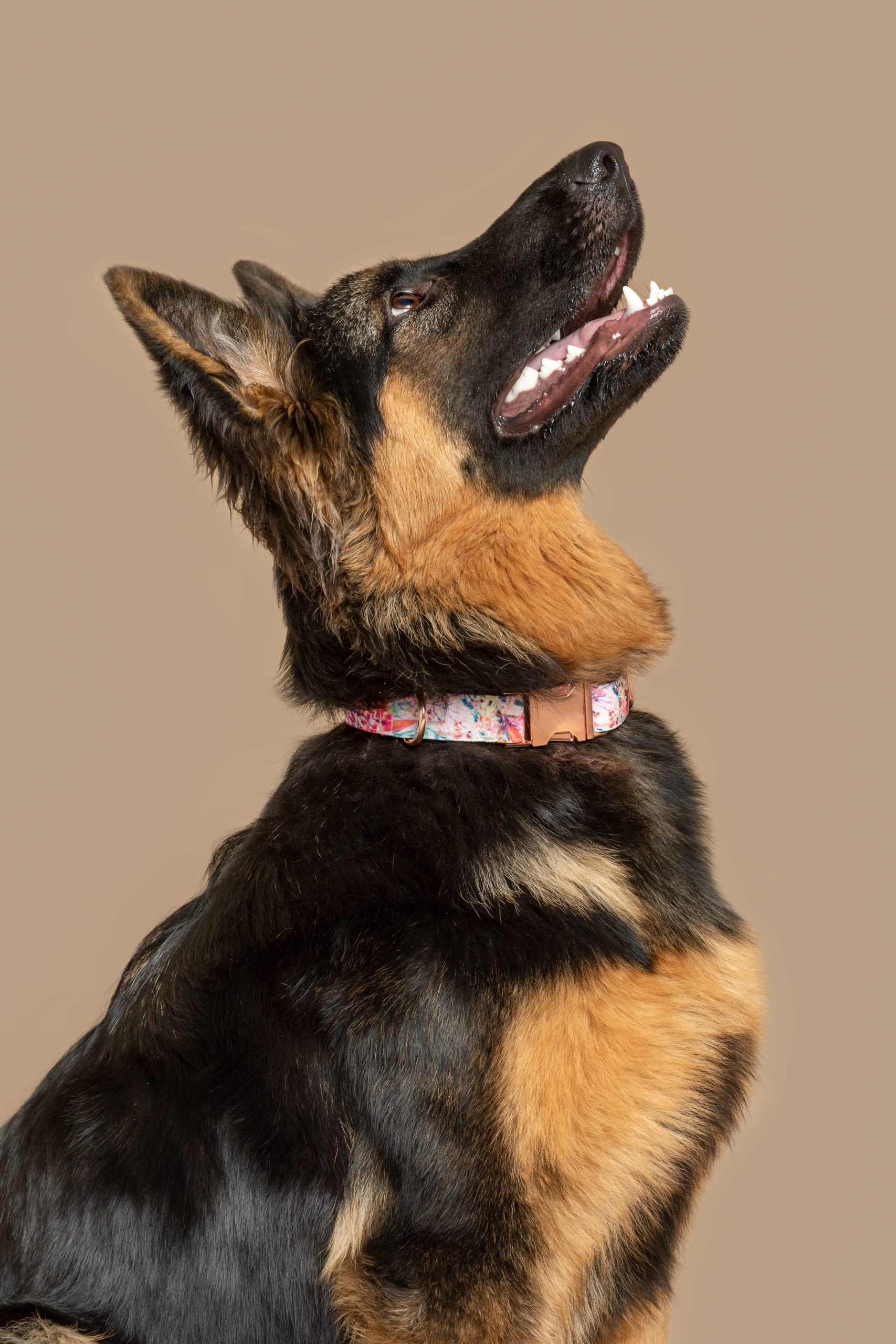 Dog collar Manila — Image 2