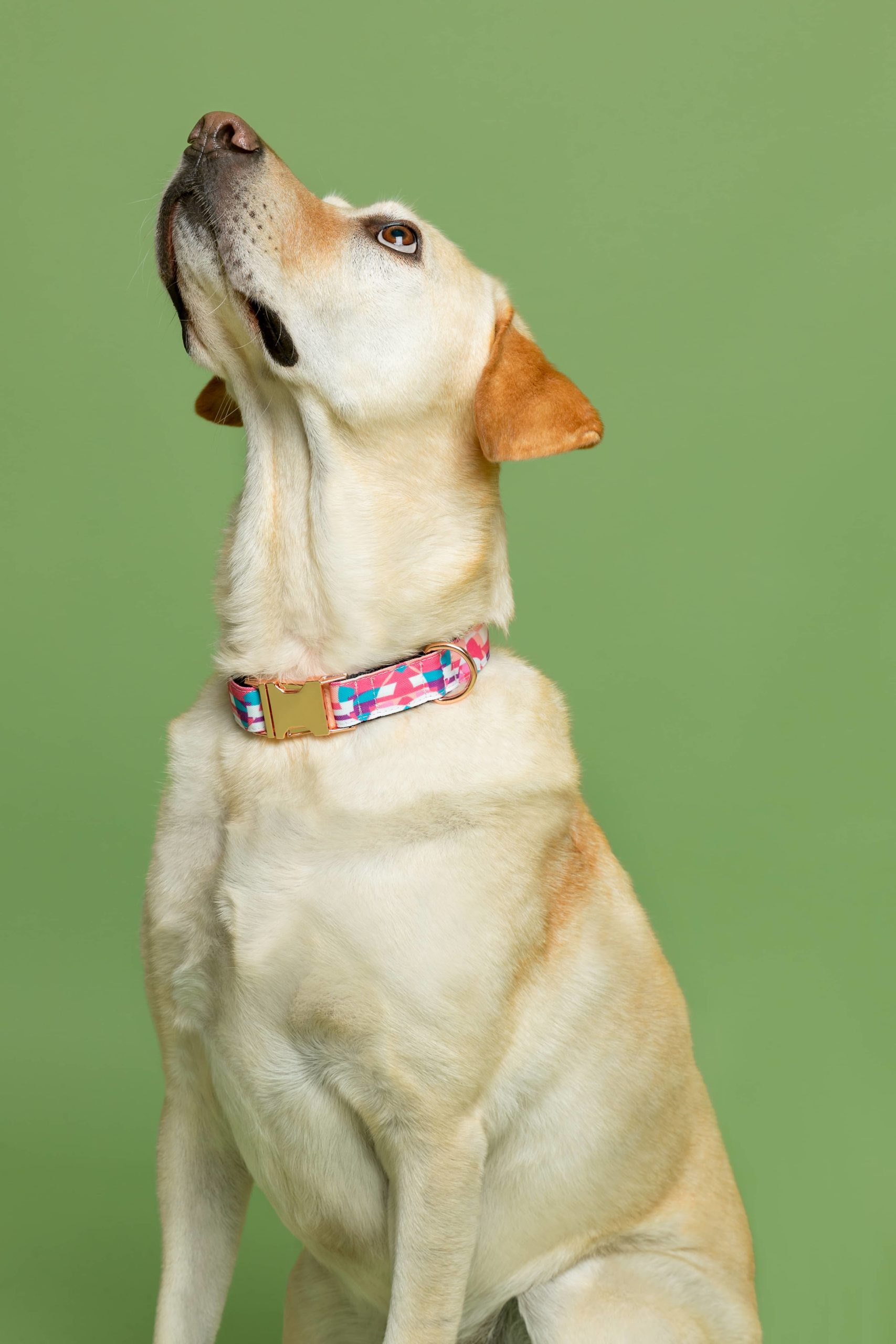 Dog collar Qawra — Image 2