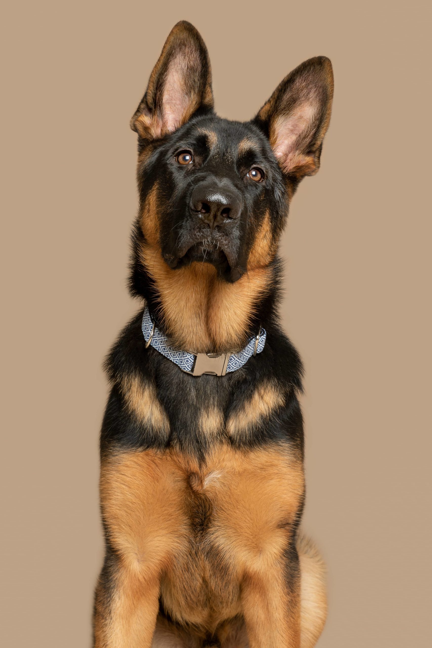 Dog collar Zanzíbar — Image 2