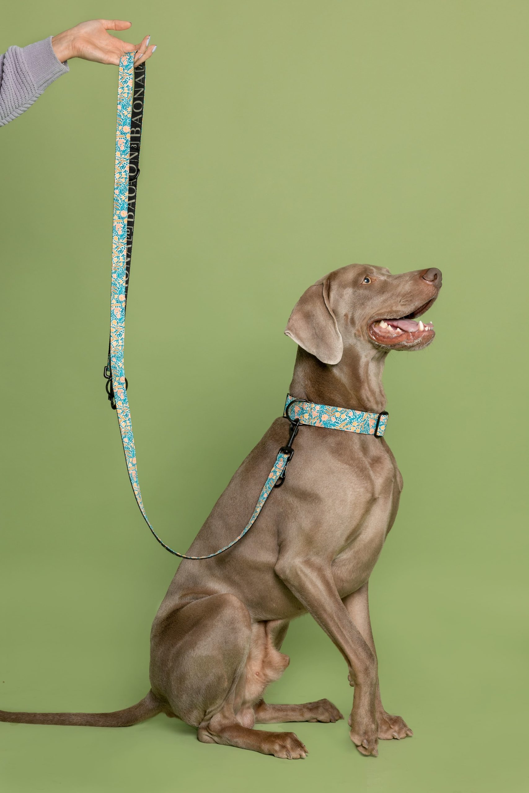 Multi-position leash Kamilo — Image 3