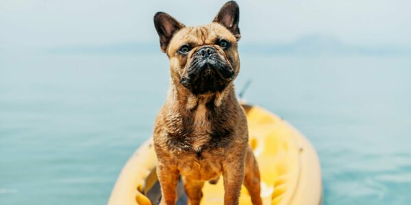 ¿Está tu perro protegido frente a la leishmania?