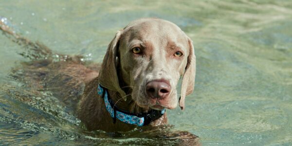 Planes para disfrutar del verano con tu perro